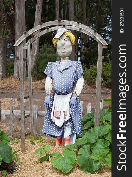 Scarecrow dressed as woman gardener near pumpkin plant. Scarecrow dressed as woman gardener near pumpkin plant.