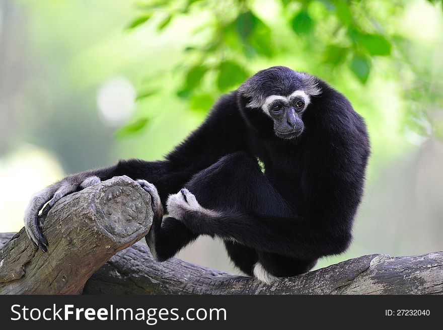 White - Handed Gibbon