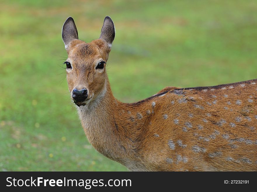Close up of a Beautiful Deer