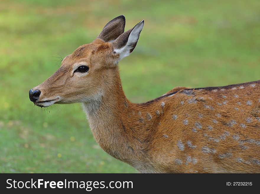 Close up of a Beautiful Deer