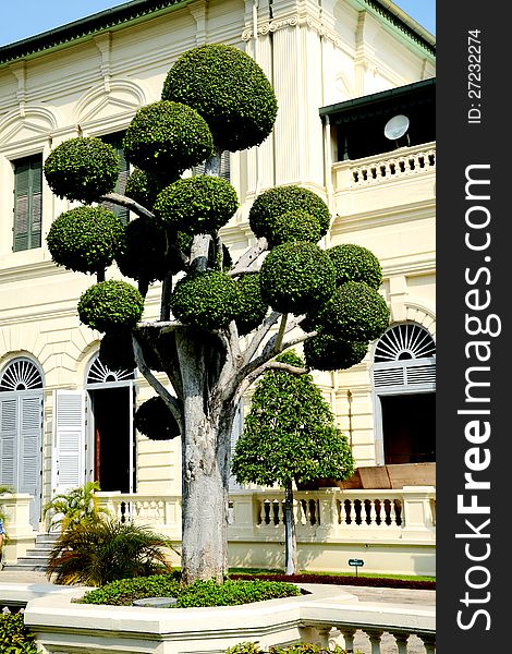 A round shape cut tree in grand palace garden. A round shape cut tree in grand palace garden.