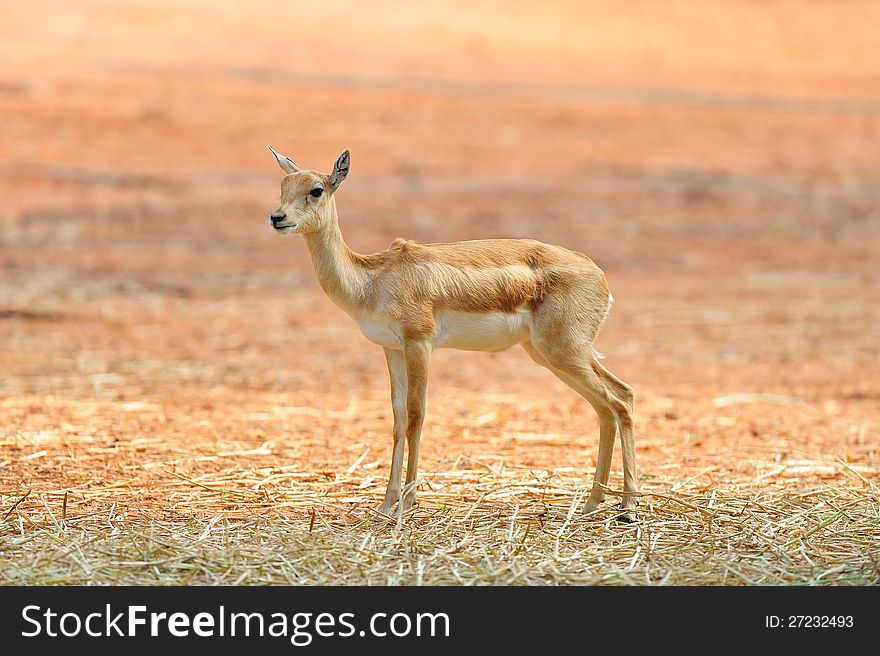 Black Buck &#x28;Female&#x29