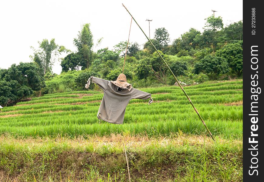 Photo of scarecrow in rice field