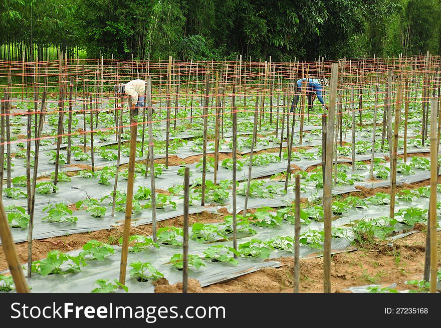 Agriculture in Sakaeo province, East of Thailand.