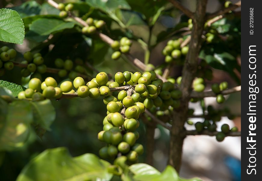 Coffee beans on plant, in Thailand