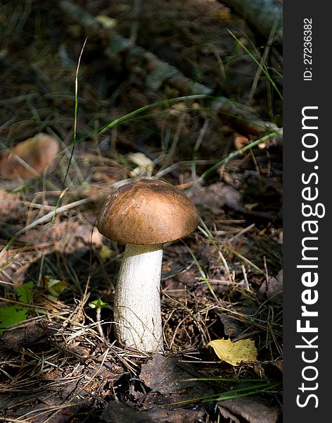 Mushroom brown cup boletus in forest