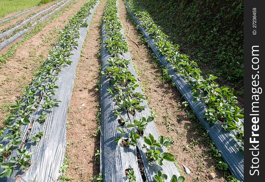 Strawberry Field with young Strawberry plants