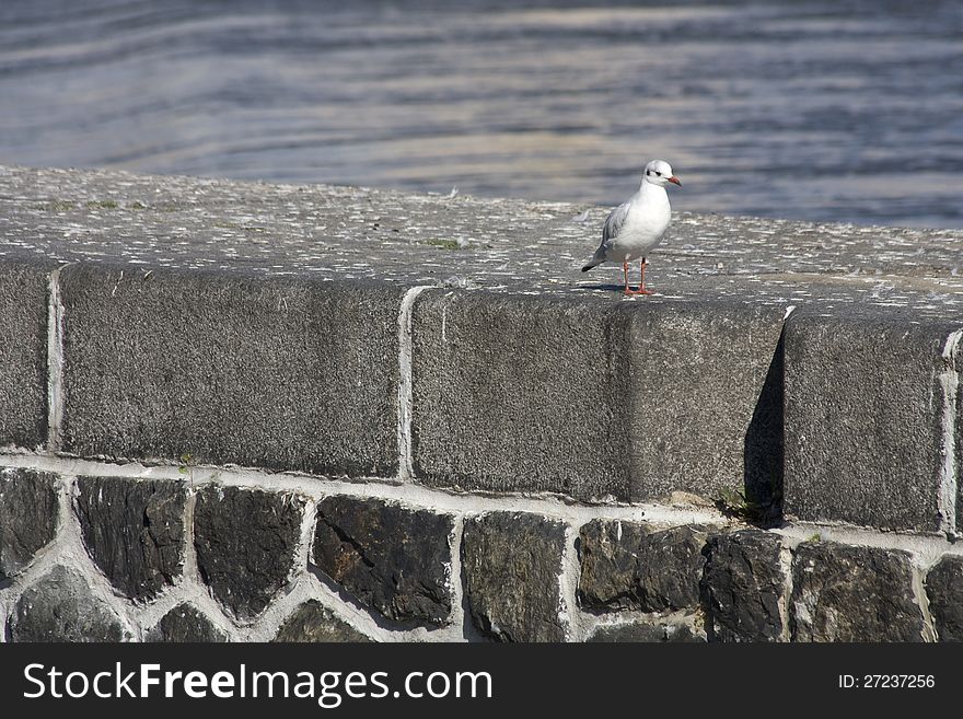 Seagull standing on a gray stone wall