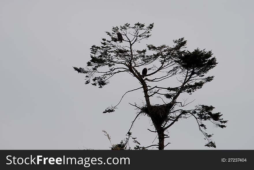 A male and female eagle guarding the nest. A male and female eagle guarding the nest