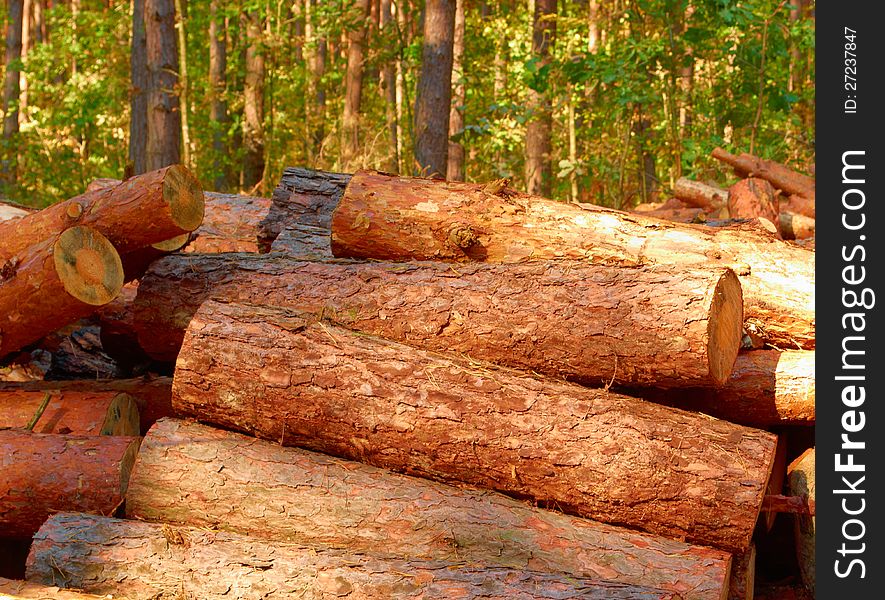 Pine logs loose in the thick woods. Pine logs loose in the thick woods