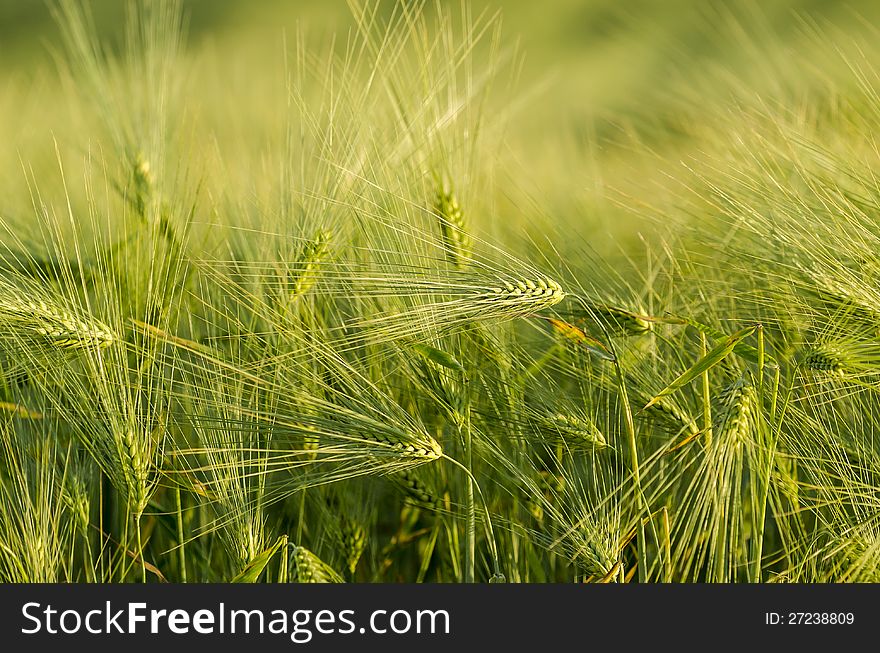 Green grain in evening sun