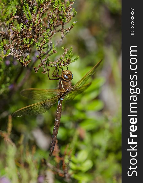 Dragonfly hiding in the bush