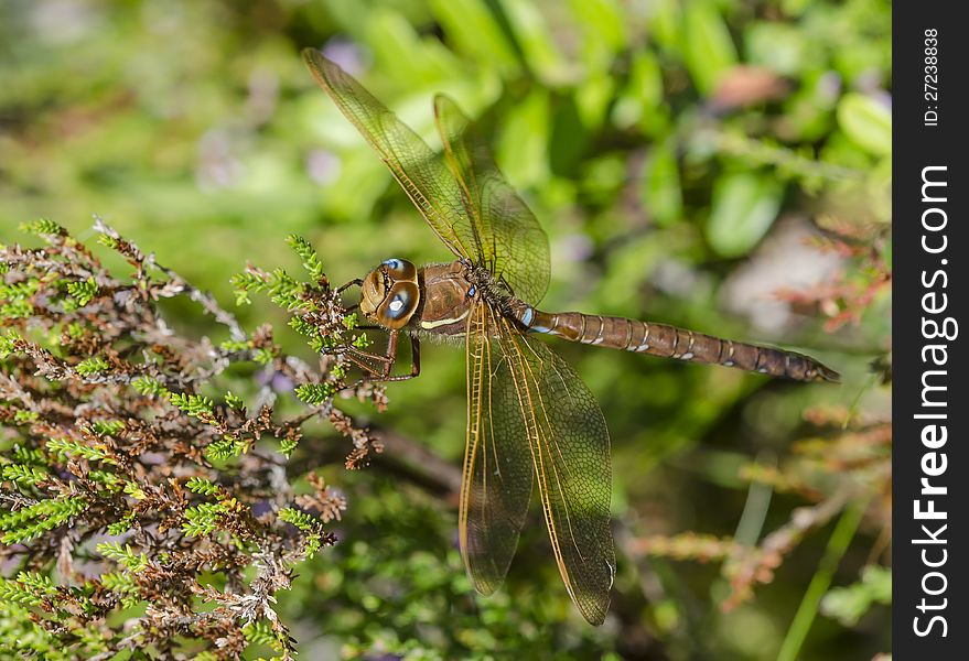 Dragonfly hiding in the bush