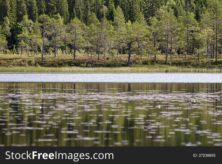 reflection of trees in small lake