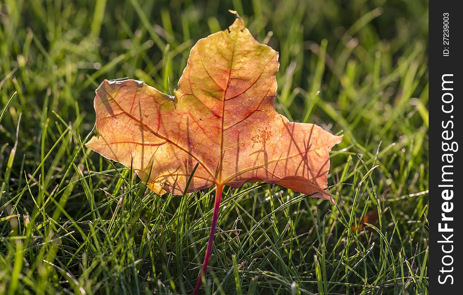 Old dry leaf in the grass