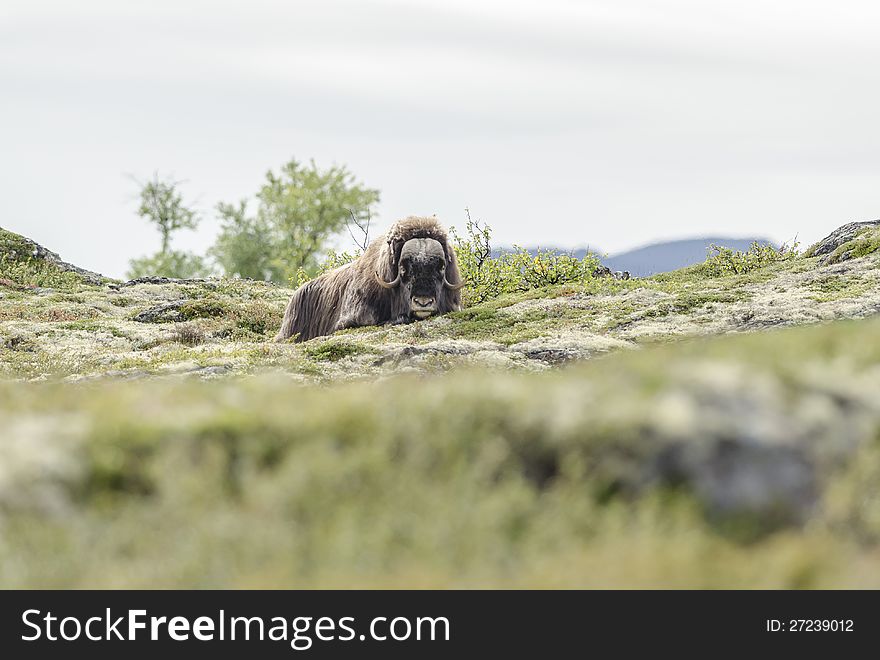Sleeping muskox in norwegian national park