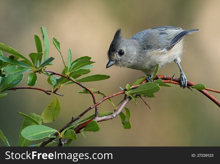 Black-crested Titmouse in early morning light. Firethorn plant roost. Black-crested Titmouse in early morning light. Firethorn plant roost.