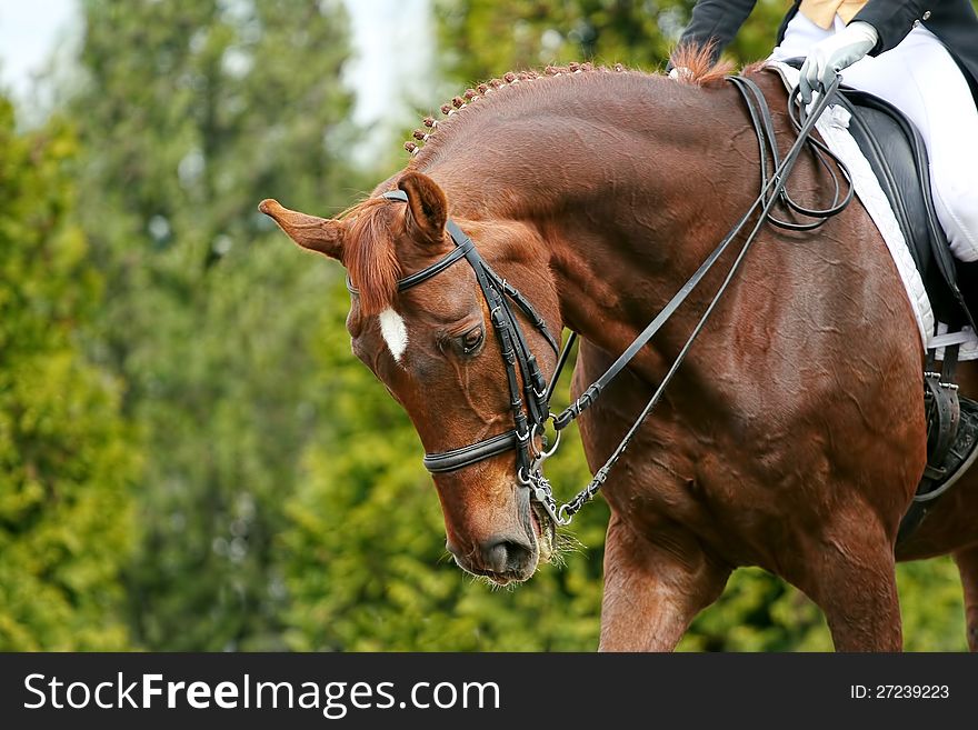 Portrait of a red horse to compete in dressage. Portrait of a red horse to compete in dressage