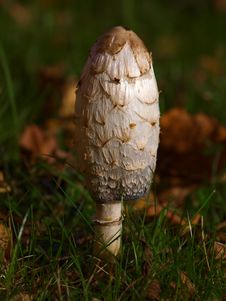 Shaggy Ink Cap Stock Photos Shaggy Ink Cap Stock Photos