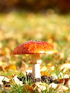 Toadstool Stock Images Toadstool Stock Images