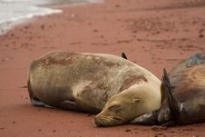 Sleeping Galapagos Sea Lion Royalty Free Stock Photo Sleeping Galapagos Sea Lion Royalty Free Stock Photo