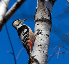 White-backed Woodpecker Royalty Free Stock Photo