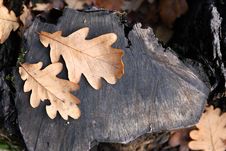 Oak Leaves Stock Image Oak Leaves Stock Image