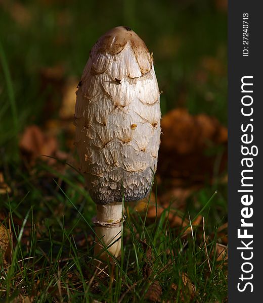 Shaggy Ink Cap mushroom, low key, (Coprinus comatus)