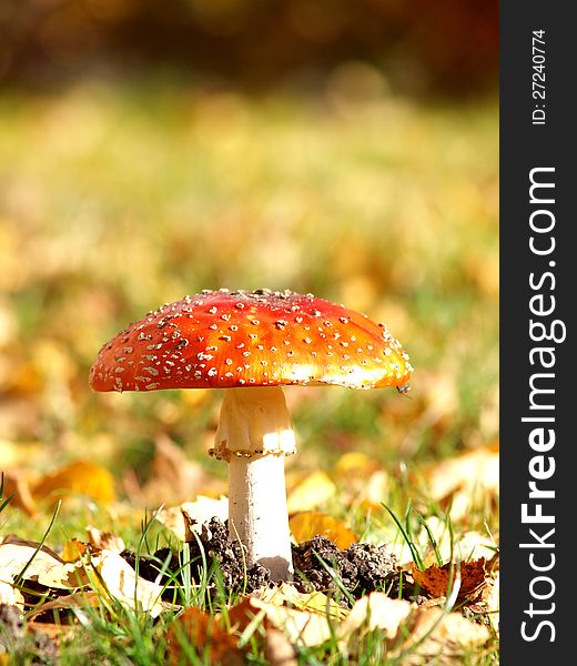 Toadstool  in the grass, at autumn