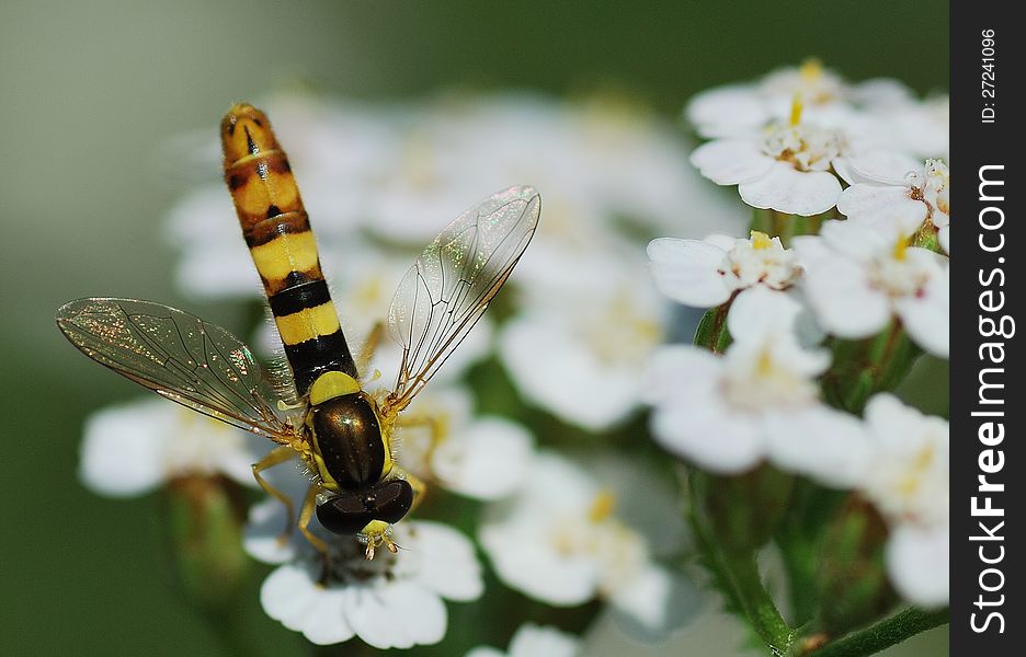 A dipteran similar to the wasp on the flower. A dipteran similar to the wasp on the flower