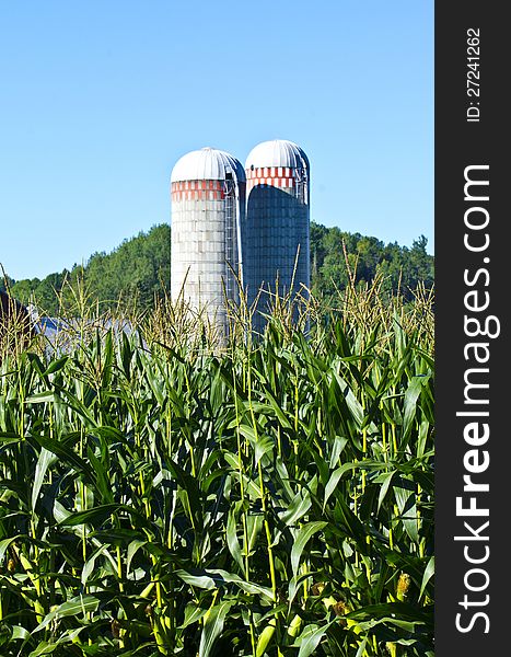 Corn Stalks with two silos in background