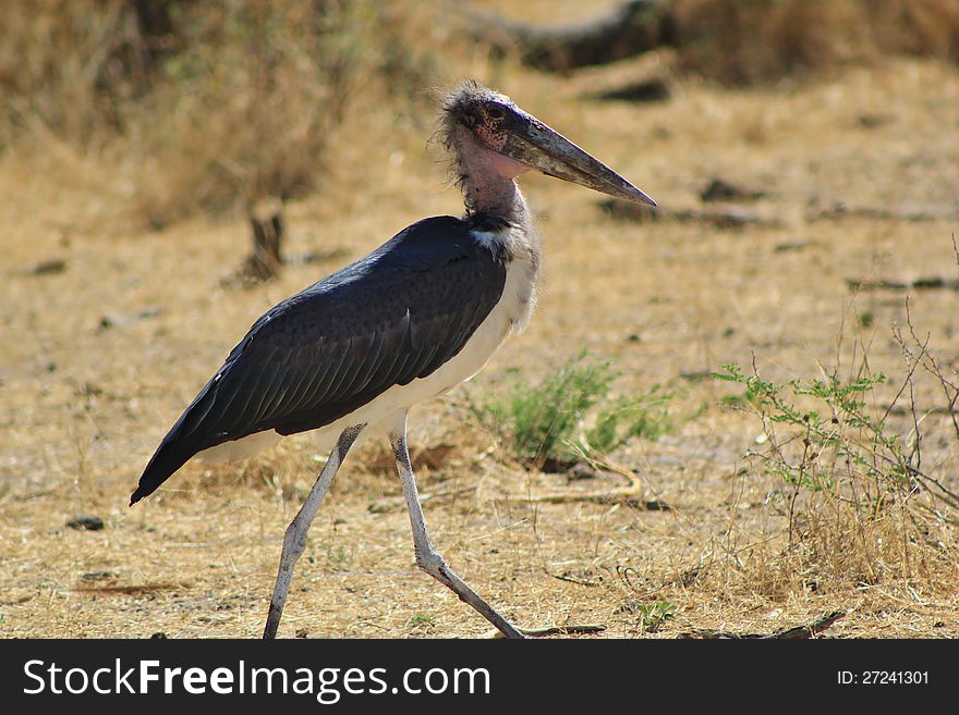 An adult Marabou Stork at a watering hole on a game ranch in Namibia, Africa. An adult Marabou Stork at a watering hole on a game ranch in Namibia, Africa.