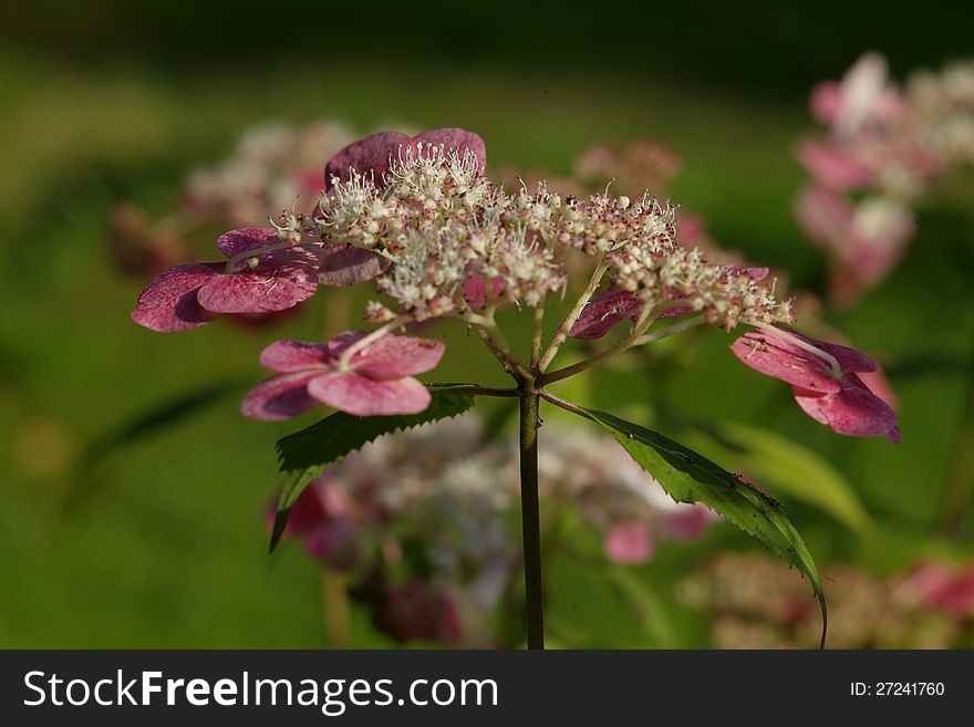 Hydrangea serrata Kyosumi in the summer sunshine