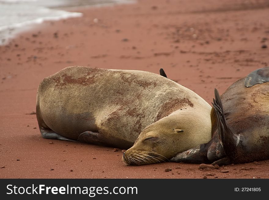 Sleeping Galapagos Sea Lion