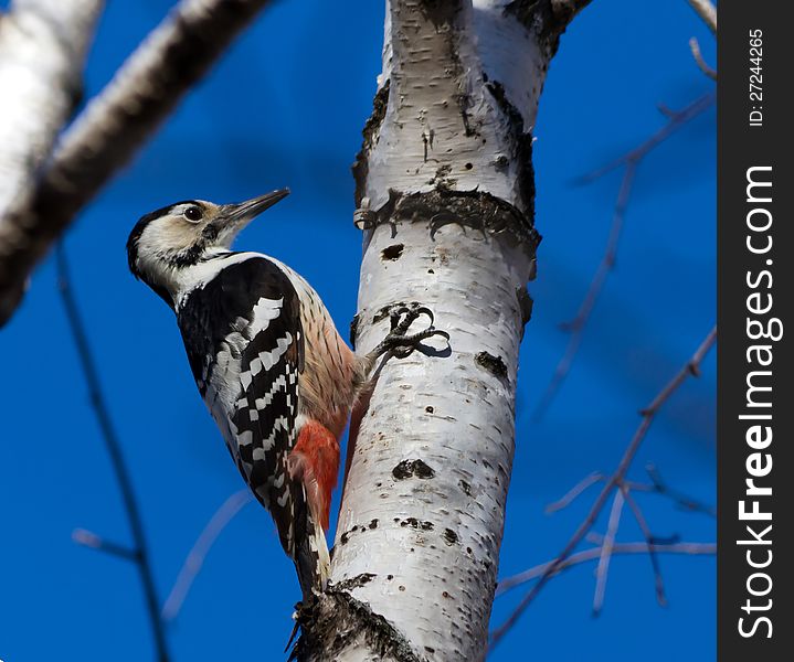 White-backed woodpecker on the birch