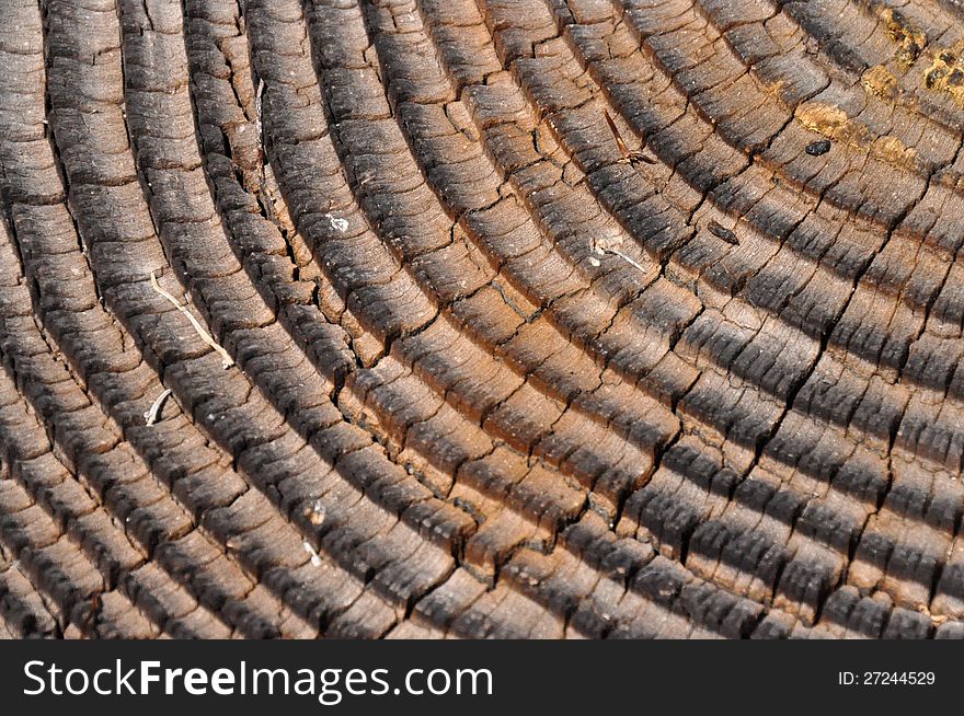 Tree rings in a post at Mission Trails Park in San Diego, California