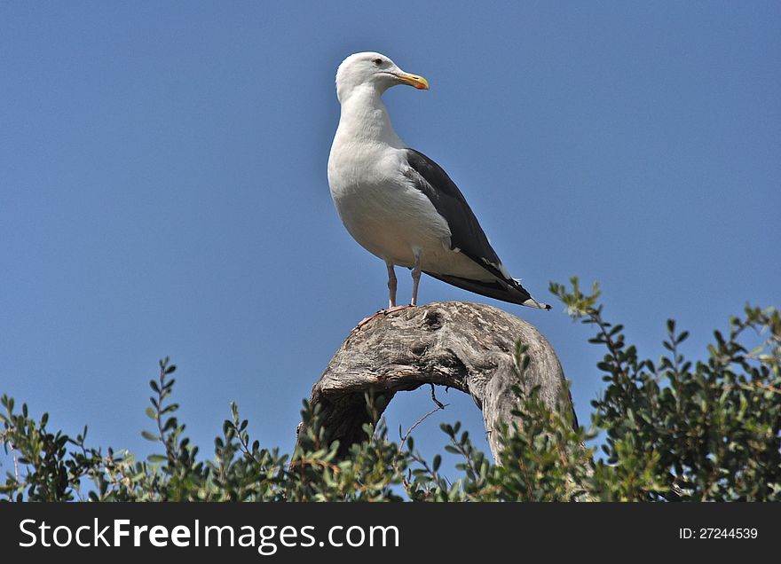 Seagull at La Jolla, California. Seagull at La Jolla, California