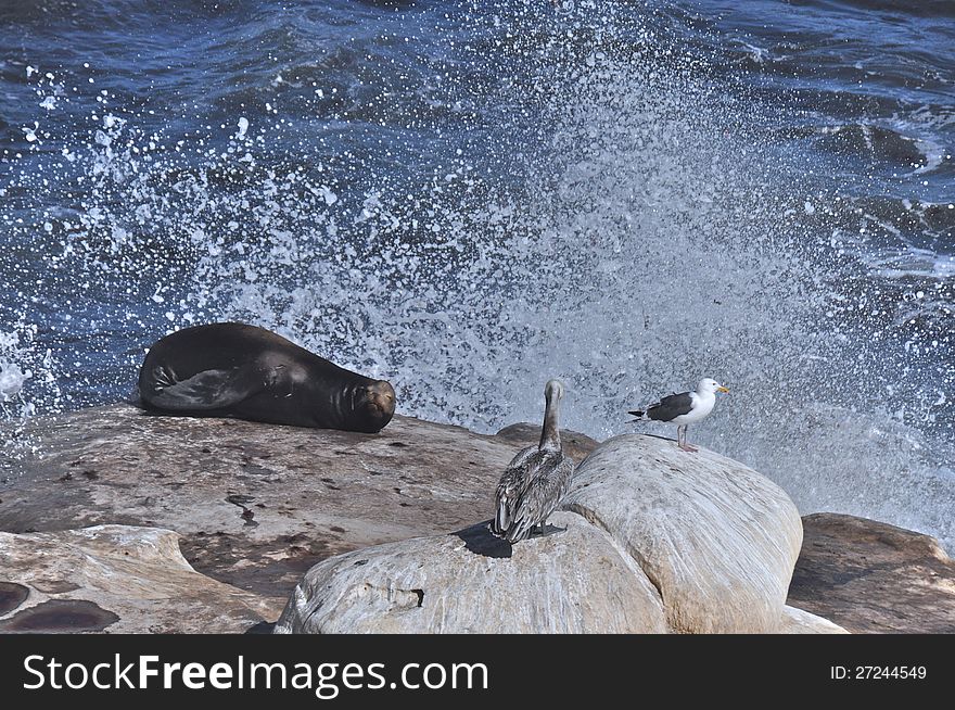 Wave crashing behind a sea lion, pelican and sea gull at La Jolla in San Diego, California. Wave crashing behind a sea lion, pelican and sea gull at La Jolla in San Diego, California