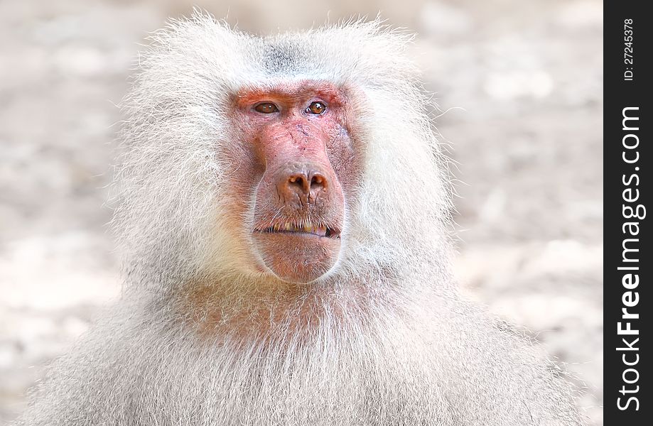 Portrait of baboon monkey