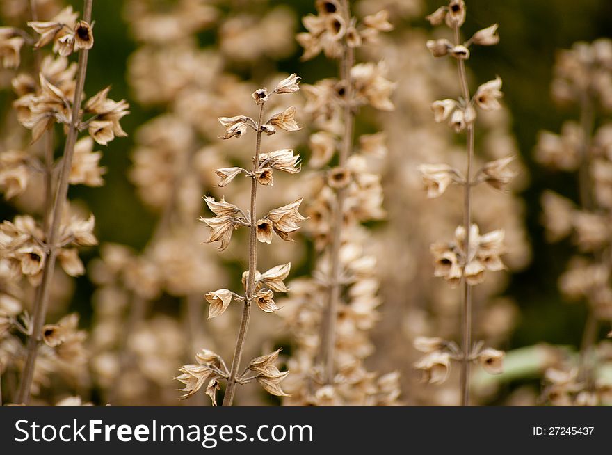 Herbs and wild flowers in a meadow