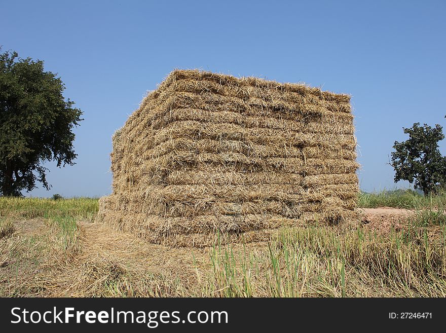 Straw briquette in a layer up to the left on the Thailand rice farming. Straw briquette in a layer up to the left on the Thailand rice farming.