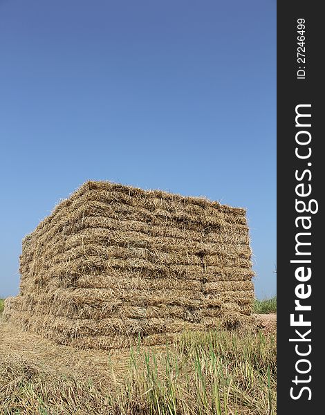 Straw briquette in a layer up to the left on the Thailand rice farming. Straw briquette in a layer up to the left on the Thailand rice farming.