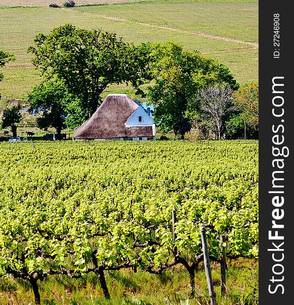 Landscape with vineyard wine lands Stellenbosch South Africa