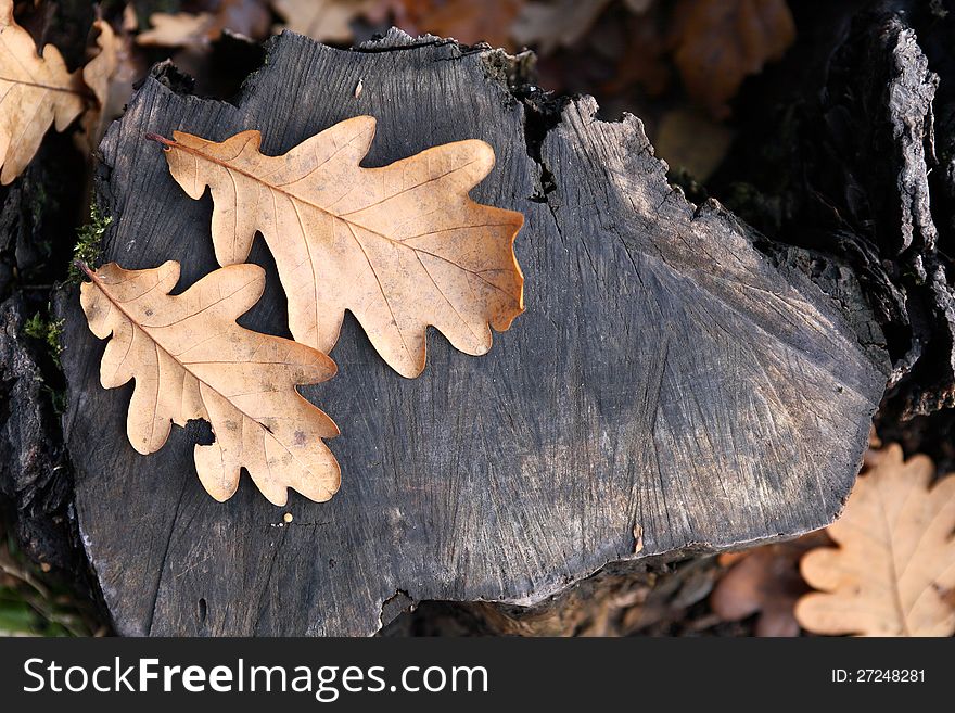 Autumn background. Dry fall oak leaves on old gray wooden stub