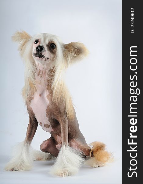 Chineese crested dog portrait sits on light background