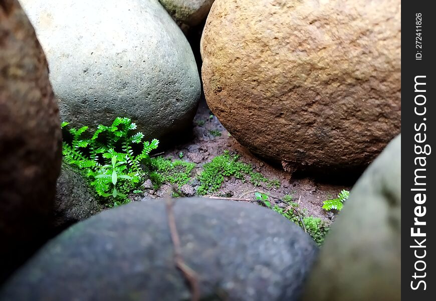 Close-up of rocks and weeds, blurred foreground, accented by steep rocky hills and a valley. Close-up of rocks and weeds, blurred foreground, accented by steep rocky hills and a valley