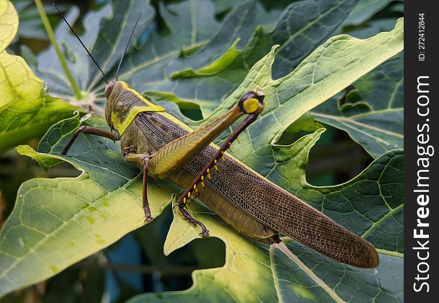 adult grasshopper on a leaf