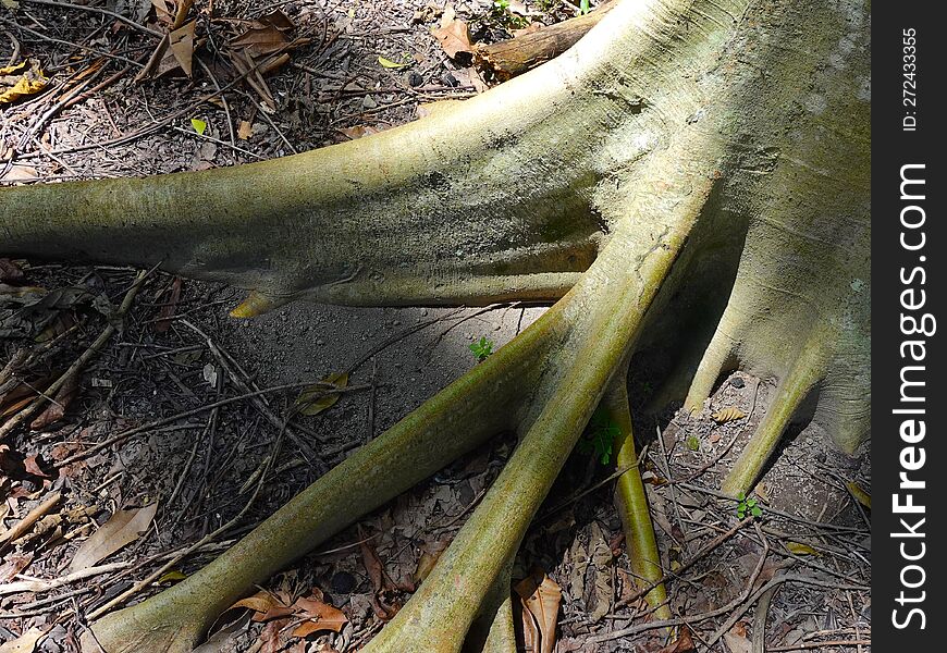 A tree root looks muscular like a muscle
