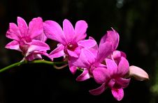 Violet Orchid Stock Images