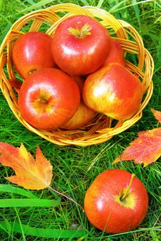 Apples In A Basket Stock Image Apples In A Basket Stock Image